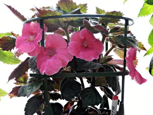 Arletta Pink.jpg