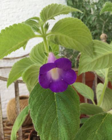 Achimenes mexicana.jpg