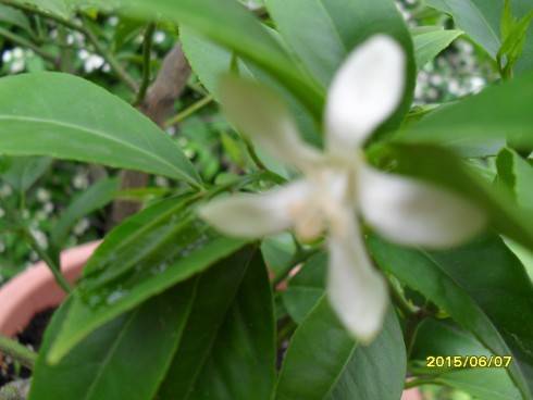 SDC10175.JPG