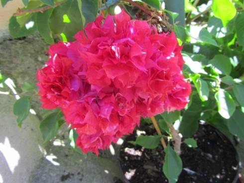 IMG_3254.JPG