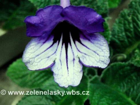 JL-Showy Pansy.jpg