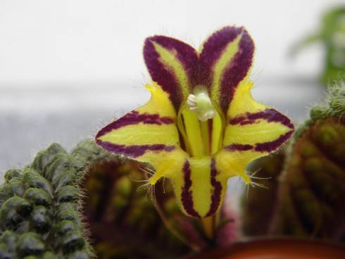 Columnea purpureovittata.jpg
