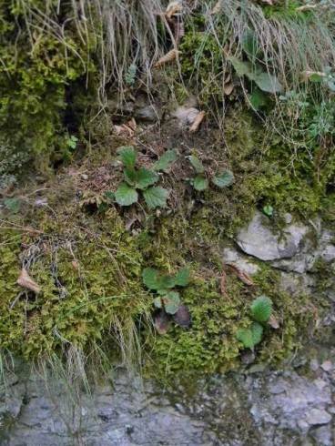 Ramonda serbica.jpg
