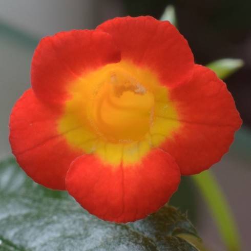 Achimenes heterophylla.jpg