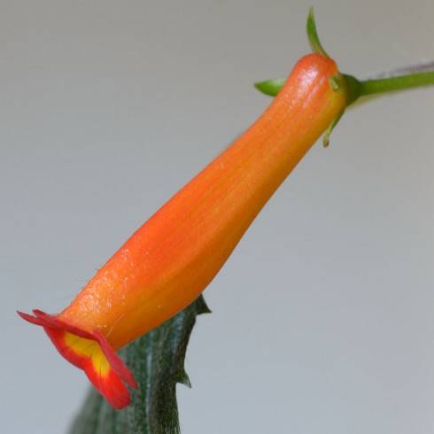 Achimenes heterophylla.jpg