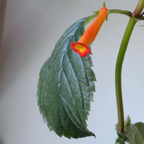 Achimenes heterophylla.jpg
