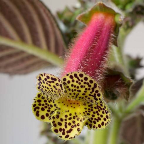 Silver Feather x K. warszewiczii.jpg