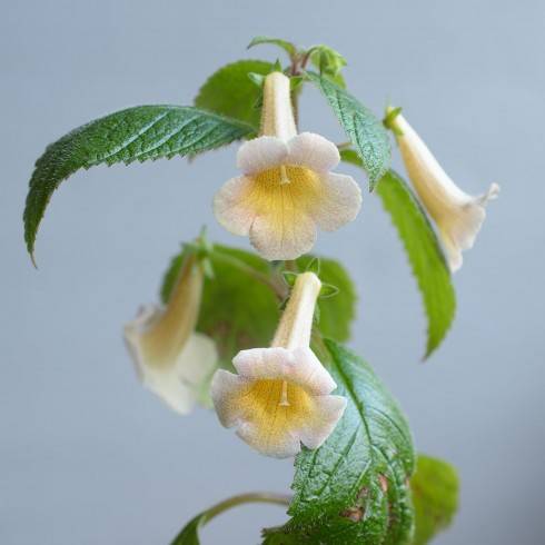 A. antirrhina x A. dulcis.jpg