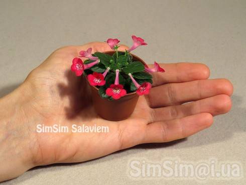 SimSim Salaviem.jpg