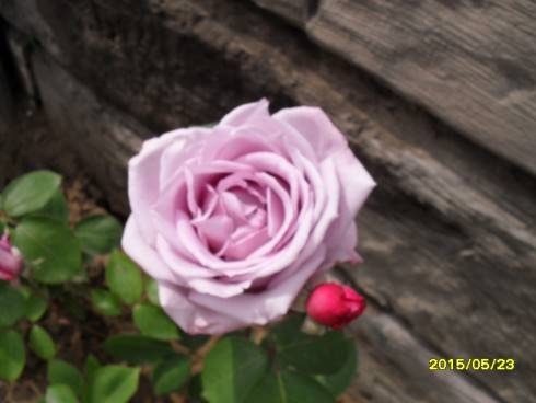 SDC10148.JPG