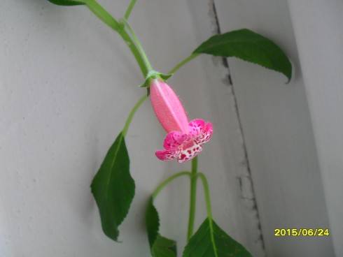 SDC10238.JPG