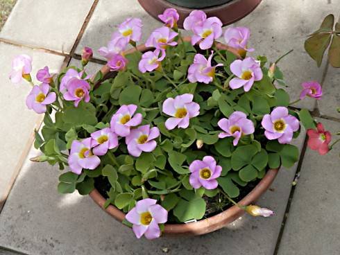 Oxalis.JPG