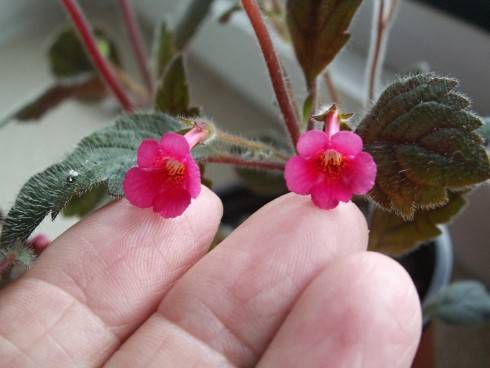 Achemenes erecta.jpg