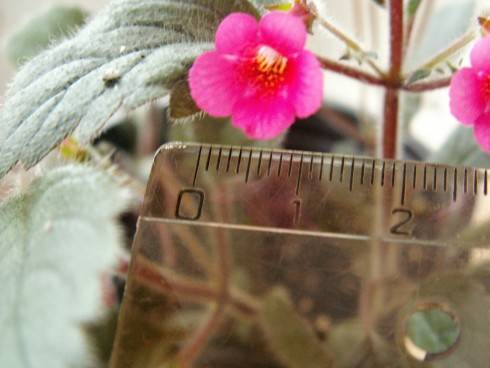 Achemenes erecta.jpg