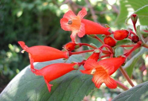 Moussonia elegans_5.jpg