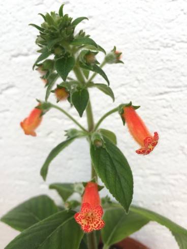 Kohleria hirsuta USBRG 96-163.jpg