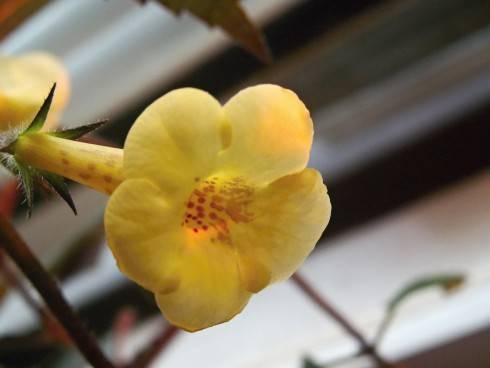 Yellow Beauty.jpg