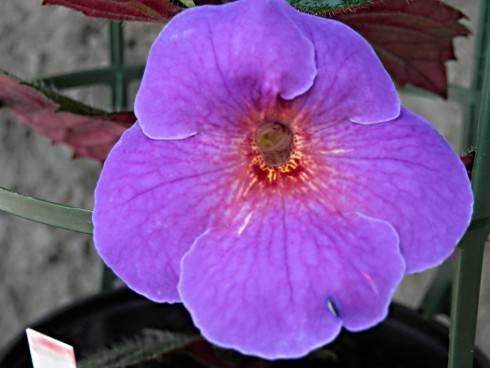 Arleta Blue.jpg