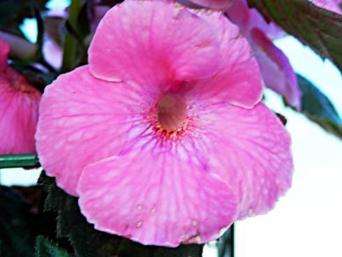 Arleta Pink.jpg