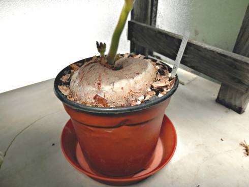 Sinningia iarae.jpg