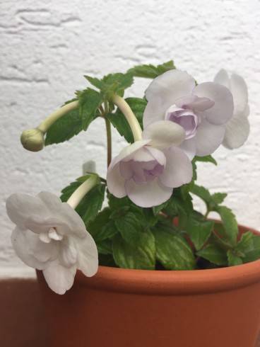 Double Picotee Rose.jpg