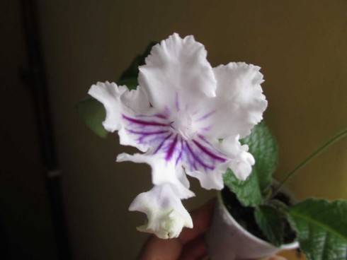 sem 110720155.jpg