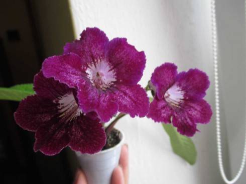 sem 110720156.jpg