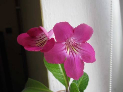 sem 110720157.jpg