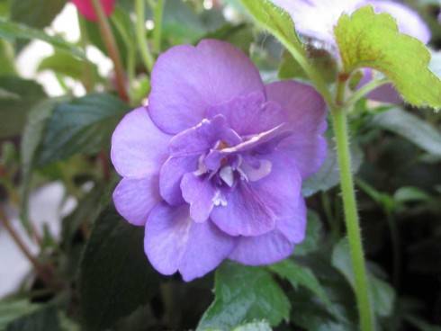 Double Blue Rose.jpg