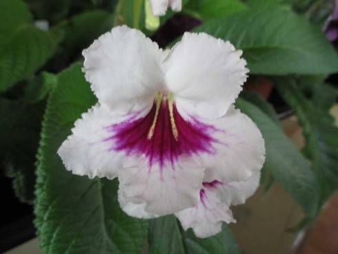 Fernwood's Cherries Jubilee.jpg