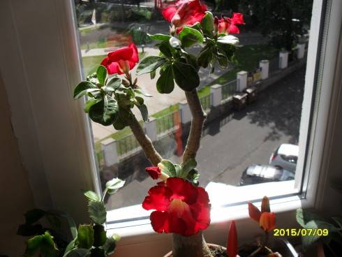 SDC10246.JPG