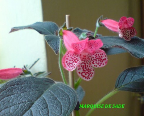 Marquis de Sade.jpg