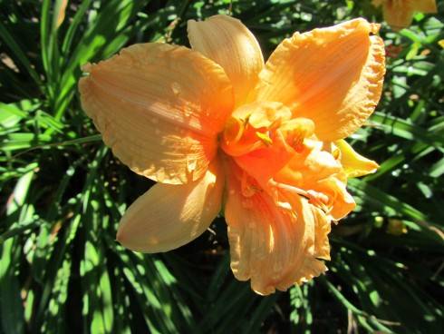 IMG_3650.JPG