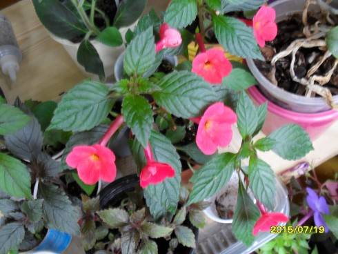 SDC10292.JPG