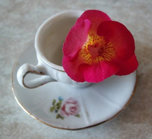 PICT0055.JPG