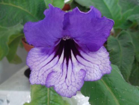 JL-Showy Pansy.jpg