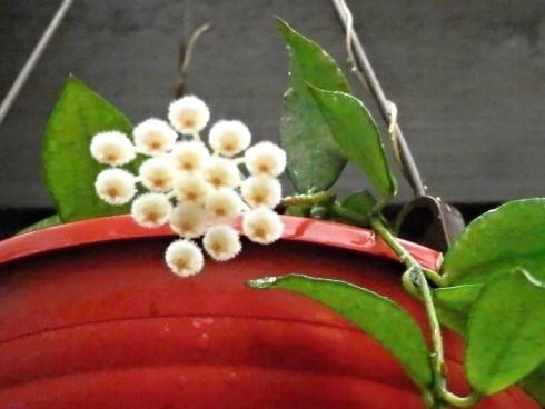 Hoya lacunosa.jpg