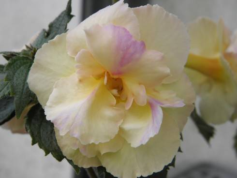 Yellow English Rose.jpg