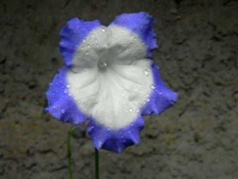 JL-Blue Moon.jpg