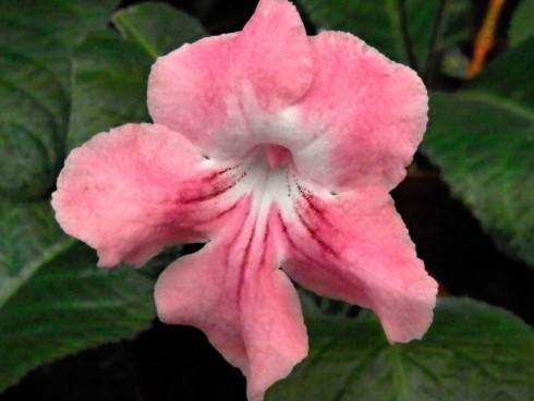 JL-Pink Dragonfly.jpg