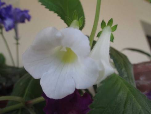Achimenes dulcis.jpg