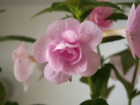 Double Pink Rose.jpg