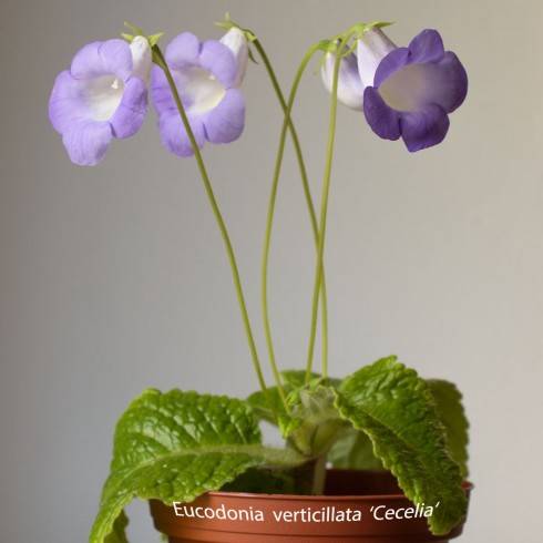 Eucodonia verticillata Cecelia.jpg