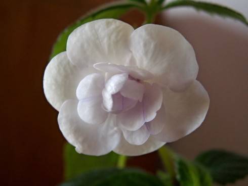 Double Picotee Rose.jpg