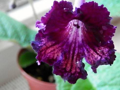 JL-Imperial Purple.jpg