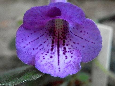 SRG's Purple Eruption.jpg