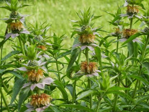 Monarda punctata.jpg