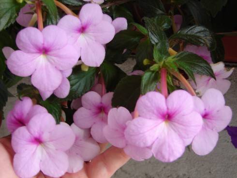 Peach Blossom.jpg