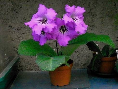 JL-Curly Amethyst.jpg