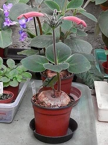 Sinningia iarae.jpg